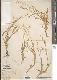 Image result for Urochloa serrata