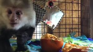 Hello Pumpkin🎃 Happy Thanksgiving!🎃🐵🤪🇨🇦#storybookmonkeys