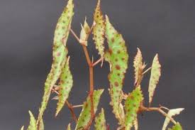 Pin On Houseplants