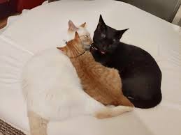 pin by oscar 巫on so sweet cats animals