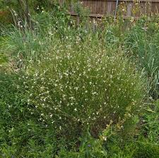 Image result for Oenothera lindheimeri