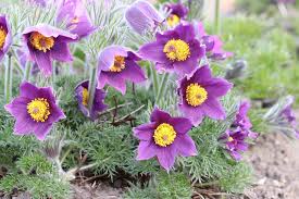 Fruhlingsblumen 40 Schone Blumen Fur Garten Blumentopf Und Vase