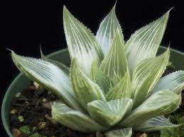Cactus are starting to gain popularity, and it's no wonder! Haworthia Retusa White Ghost Ghost Star Cactus World Of Succulents Succulents Small Succulent Plants Cacti And Succulents