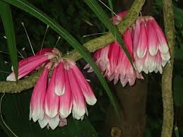 Image result for Tecomanthe dendrophila