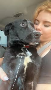 What are some effective ways to keep dogs out of trash cans?