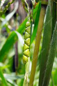 Image result for Zea mays