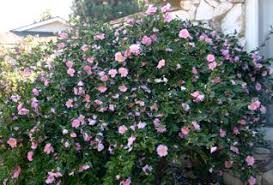 Camellias Garden Inspiration Deck Garden Plants