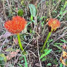 Image result for Searsia anchietae