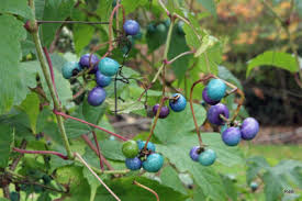 Image result for Centemopsis filiformis