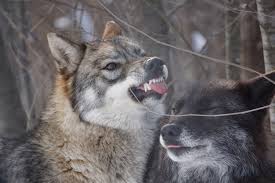 Nova never lets anything stop her from having fun! 📸 by Anthony Celona #️⃣  #pawolfsanctuary #wolfsanctuaryofpa #wolvesofspeedwell