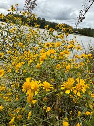 Image result for Helenium autumnale