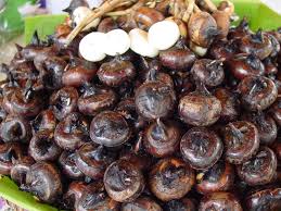 These fields are ideally located below a water source like a dam so that the water level can be maintained with a gravity flow. Chinese Water Chestnut World Crops Database