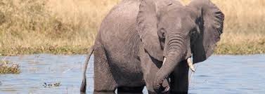 Image result for Afroligusticum