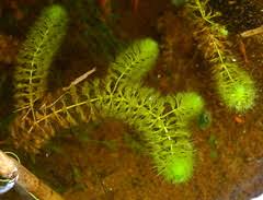 Image result for Aldrovanda