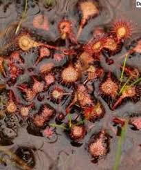 Image result for Pterodiscus aurantiacus