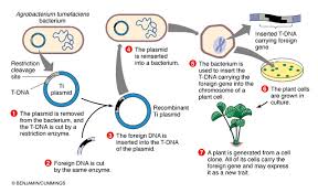 Certain genes are inserted into the plant's genome that confer resistance to such pathogens as viruses, fungi, and insects. How Are Organisms Genetically Modified