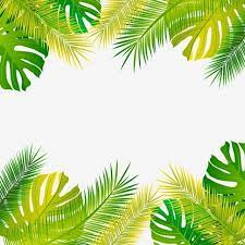 Forest Tropical Leaves And Leaf Plant Palm Frame Plant Clipart Palm Tropical Png And Vector With Transparent Background For Free Download Poster Bunga Daun Kelapa