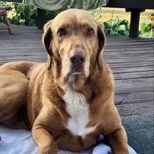 This indoor or outdor blow mold christmas decoration stands 31 tall, and includes the cord for lighting up those dark, wintery nights. Heidi Hafner Hhafne Profile Pinterest