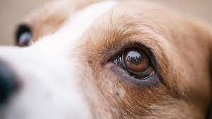 Maybe you would like to learn more about one of these? 6 Most Common Eye Problems In Dogs