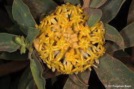 Image result for Gnidia glauca