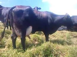 Girolandas Lecheras Youtube In 2020 Animals Pets Horses
