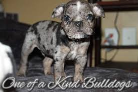 Top quality family french bulldog puppies from the best reputable breeders. Rocky Roulette Old English Bulldogge Puppies One Of A Kind Bulldogs