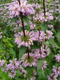 Image result for Haumaniastrum glabrifolium