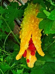 Image result for Momordica sp. A