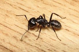 Image result for Ant Disappear What Is Coming ?