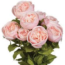 We did not find results for: Wholesale Silk Flowers Bushes Stems Bouquets