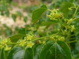 Image result for Colubrina asiatica