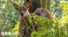 Profile Picture of Discover Dorset Vermont | Where To Eat, Shop Stay & Play (@bbc.com) on Google