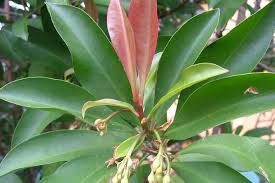 Image result for Ardisia staudtii