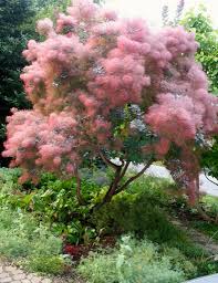 A large shrub that may be trained into a small tree. Smoketree Smokebush Plant Profile Sylvan Gardens Landscape Contractors