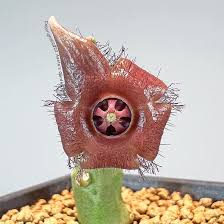 Image result for Orbea paradoxa