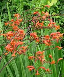 Crocosmia Paniculata Riesen Montbretie Mit Stauden Gestalten Garten Wie In Fernen Landern Exotische Schonheiten Pflanzen Knollenpflanzen Stauden