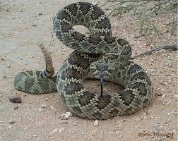 Mojave Green Mojave Rattlesnake Snake Beautiful Snakes
