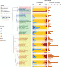 Image result for Adenolobus pechuelii