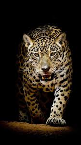 Check spelling or type a new query. Papeis De Parede Para Celular Masculino Papel De Parede Animal Wallpaper Live Wallpaper Iphone Jaguar Wallpaper