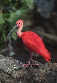 Most of these names are contained in the book known as the book of saint albans, which was written by juliana berners back in 1486. Scarlet Ibis The Animal Facts