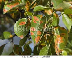 Disease On Pear Trees Rust On Pear Tree Leaves Canstock