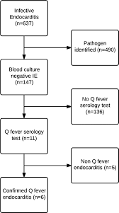 flowchart of the infective blood culture negative