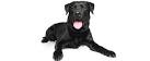 Labrador Retriever - Wikipedia