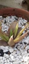 Image result for Aloe rulkensii