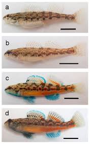 Image result for Turquoise 1983 Roper