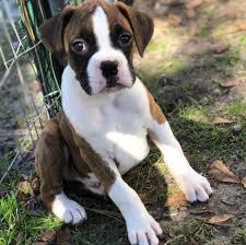 Searching summary for sealed boxer puppies for sale near me. Boxer Puppies Florida Jacksonville Hamlet Glen Boxers Home Facebook