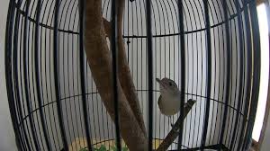 Pancingan suara burung branjangan gacor untuk terapi macet bunyi dan masteran branjangan javanica /javanika parva bahan. Burung Asi Kumis Gacor Dor Branjangan Javanica Kumis