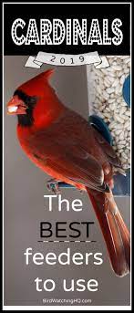 The 4 Best Bird Feeders For Cardinals That Actually Work Best Bird Feeders Bird Feeders Bird House Feeder