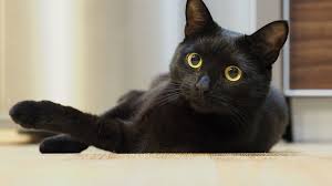 5 Fascinating Facts About Black Cats The black cat has enjoyed a chequered reputation.