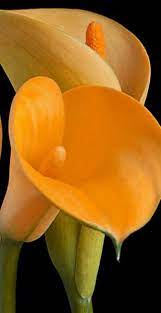 Lilly S Lily Flower Calla Lily Flowers Amazing Flowers